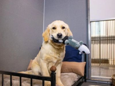 How to Choose the Best Pet Boarding or Daycare Facility