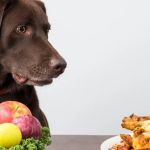 The Best Superfoods for Pets: Safe Options & Benefits