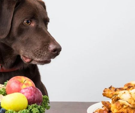 The Best Superfoods for Pets: Safe Options & Benefits