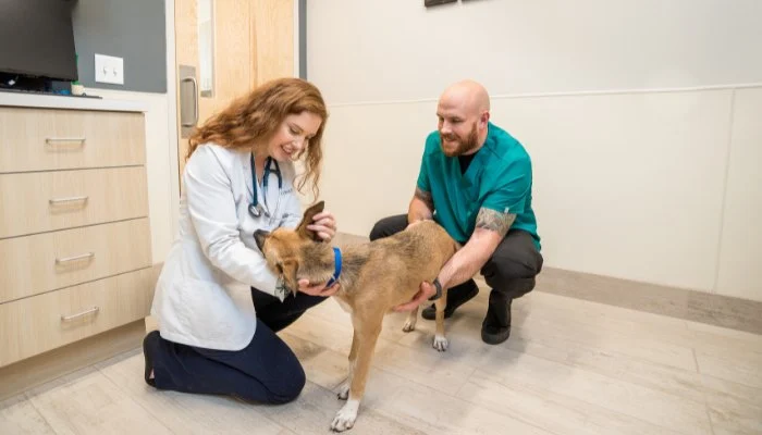 Explaining Pet Wellness Plans vs Traditional Vet Visits