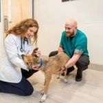 Explaining Pet Wellness Plans vs Traditional Vet Visits