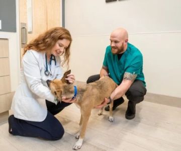 Explaining Pet Wellness Plans vs Traditional Vet Visits