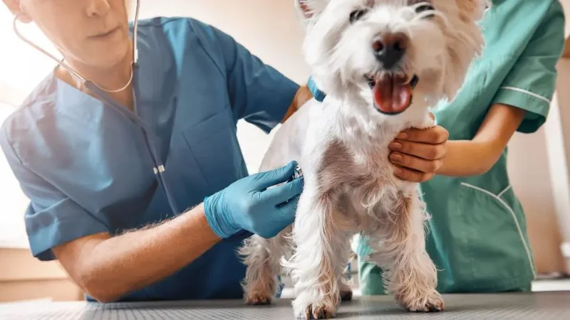 How Much Does a Vet Visit Cost? Realistic Price Ranges for Pet Owners