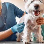 How Much Does a Vet Visit Cost? Realistic Price Ranges for Pet Owners