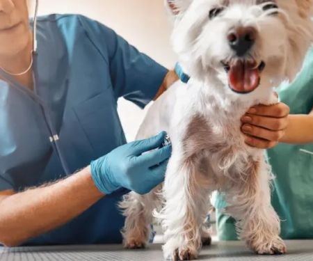 How Much Does a Vet Visit Cost? Realistic Price Ranges for Pet Owners