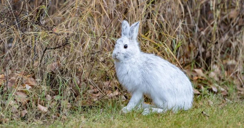 How Climate Change Is Affecting Pet Health Today