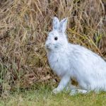 How Climate Change Is Affecting Pet Health Today