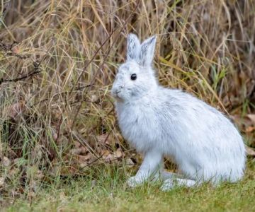 How Climate Change Is Affecting Pet Health Today