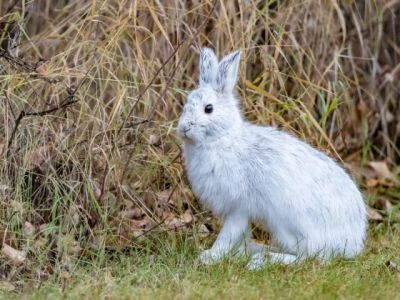 How Climate Change Is Affecting Pet Health Today