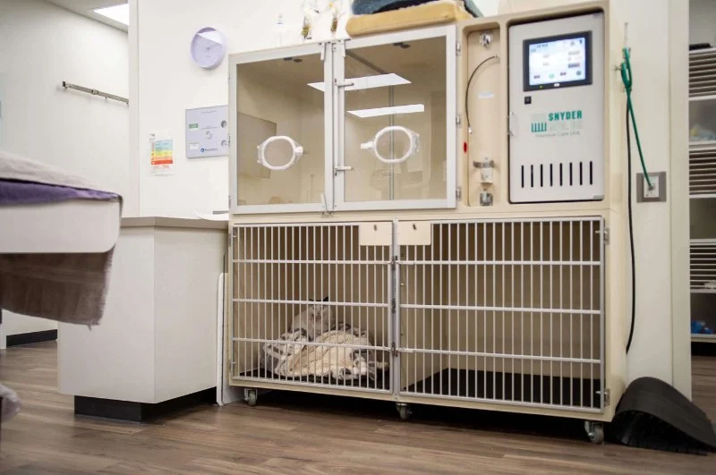 How Pet Recovery Rooms Are Being Designed in Modern Clinics