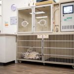 How Pet Recovery Rooms Are Being Designed in Modern Clinics