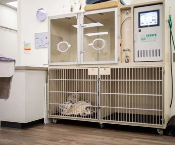 How Pet Recovery Rooms Are Being Designed in Modern Clinics