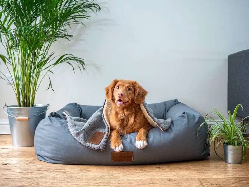 Creating a Comfortable Sleeping Space for Your Pet: Tips & Ideas