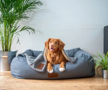 Creating a Comfortable Sleeping Space for Your Pet: Tips & Ideas