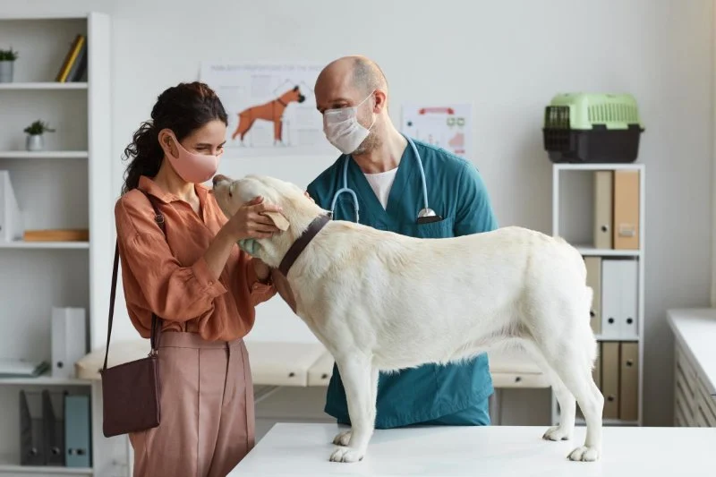 Behavioral Cues That Suggest a Vet Visit Is Needed for Your Pet | Signs to Watch