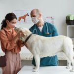 Behavioral Cues That Suggest a Vet Visit Is Needed for Your Pet | Signs to Watch