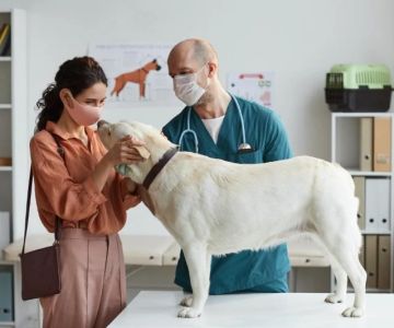 Behavioral Cues That Suggest a Vet Visit Is Needed for Your Pet | Signs to Watch
