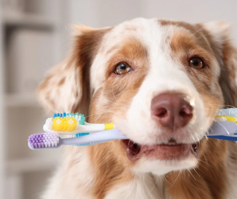 Why People Regret Delaying Pet Dental Care: The Importance of Early Action