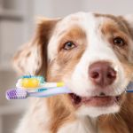 Why People Regret Delaying Pet Dental Care: The Importance of Early Action