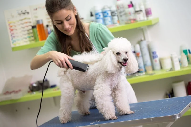 Best Practices for Pet Grooming Frequency by Breed: Essential Tips for Every Pet Parent