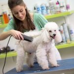 Best Practices for Pet Grooming Frequency by Breed: Essential Tips for Every Pet Parent