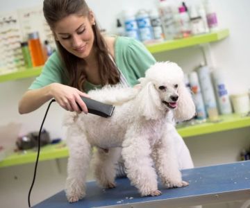 Best Practices for Pet Grooming Frequency by Breed: Essential Tips for Every Pet Parent