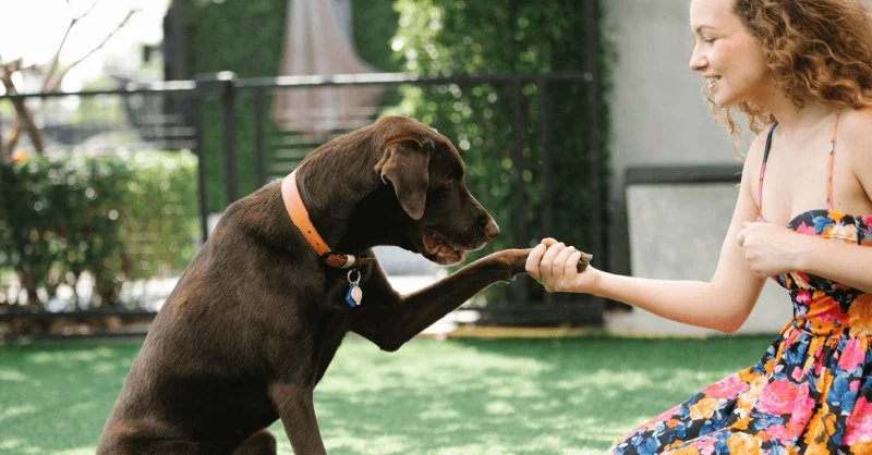 The Tough Truths About Pet Ownership | Pet & Puppy