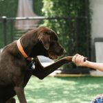 The Tough Truths About Pet Ownership | Pet & Puppy