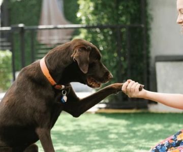 The Tough Truths About Pet Ownership | Pet & Puppy