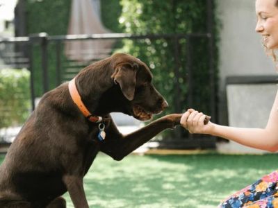 The Tough Truths About Pet Ownership | Pet & Puppy