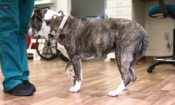 Behavioral Cues That Suggest a Vet Visit Is Needed