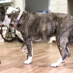 Behavioral Cues That Suggest a Vet Visit Is Needed