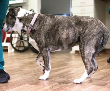 Behavioral Cues That Suggest a Vet Visit Is Needed