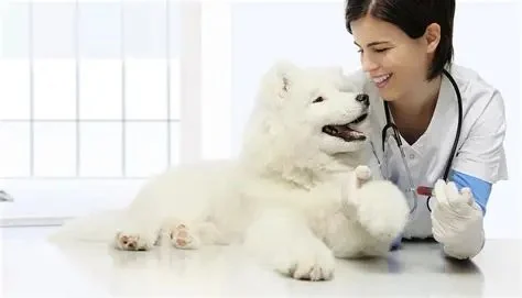 How to Monitor Pet Vital Signs at Home Safely
