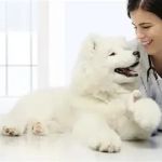 How to Monitor Pet Vital Signs at Home Safely