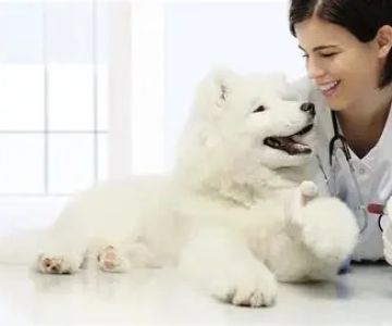 How to Monitor Pet Vital Signs at Home Safely