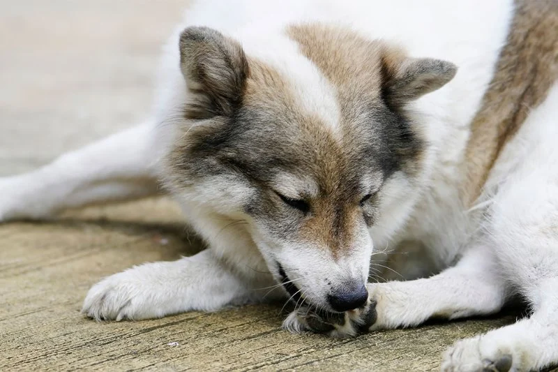 How to Handle a Pet’s Accidental Foreign Object Ingestion: Quick and Effective Steps