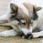 How to Handle a Pet’s Accidental Foreign Object Ingestion: Quick and Effective Steps