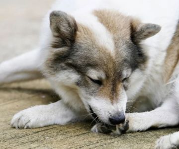 How to Handle a Pet’s Accidental Foreign Object Ingestion: Quick and Effective Steps