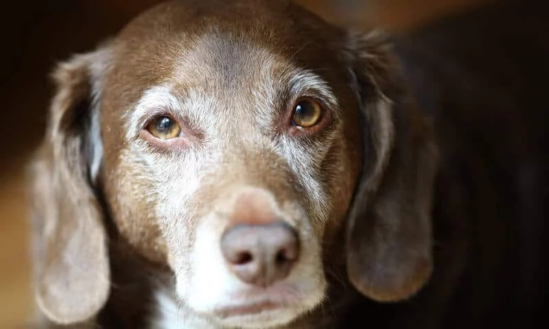 Senior Pet Care: How to Monitor Aging-Related Health Issues