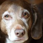 Senior Pet Care: How to Monitor Aging-Related Health Issues