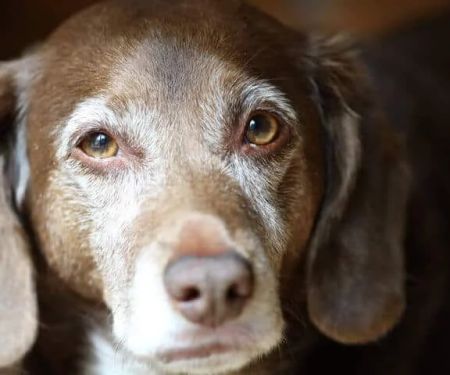 Senior Pet Care: How to Monitor Aging-Related Health Issues