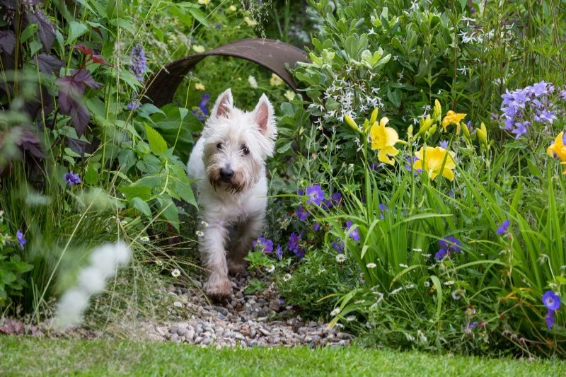 How to Start a Pet Garden with Safe Plants