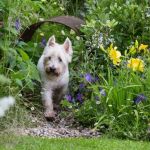 How to Start a Pet Garden with Safe Plants