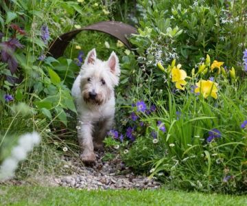 How to Start a Pet Garden with Safe Plants