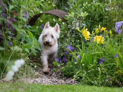 How to Start a Pet Garden with Safe Plants