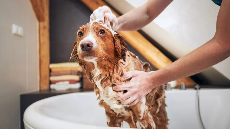 How to Teach Your Pet to Enjoy Baths & Grooming: A Complete Guide