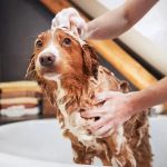 How to Teach Your Pet to Enjoy Baths & Grooming: A Complete Guide