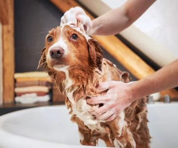 How to Teach Your Pet to Enjoy Baths & Grooming: A Complete Guide