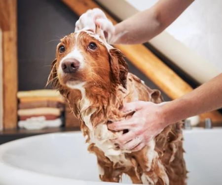 How to Teach Your Pet to Enjoy Baths & Grooming: A Complete Guide